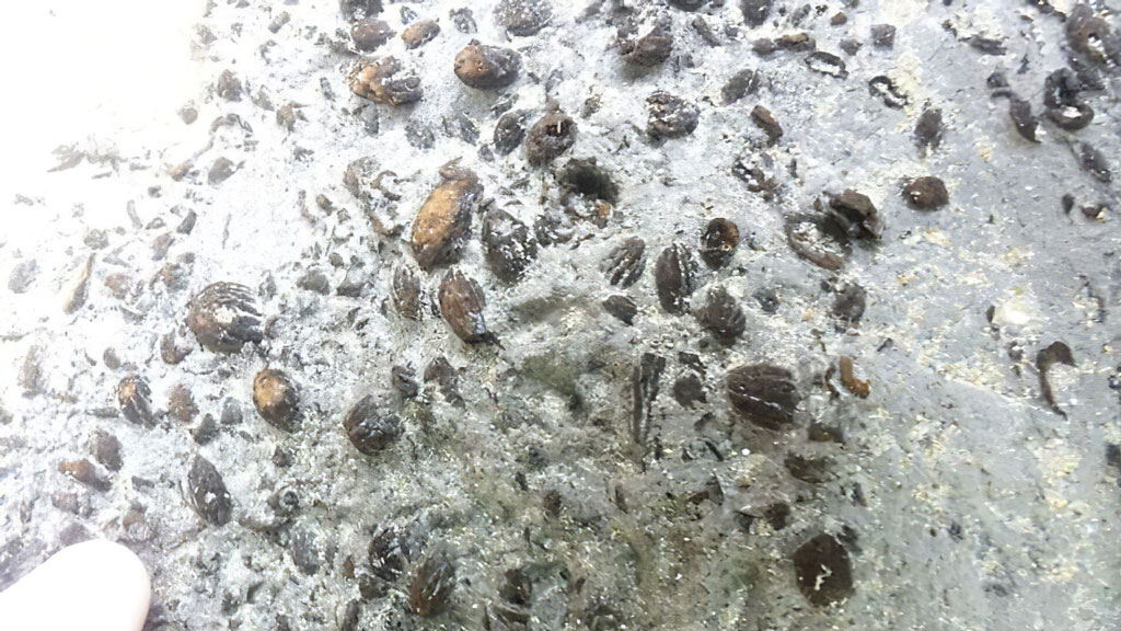 ancient-olives-pits-main